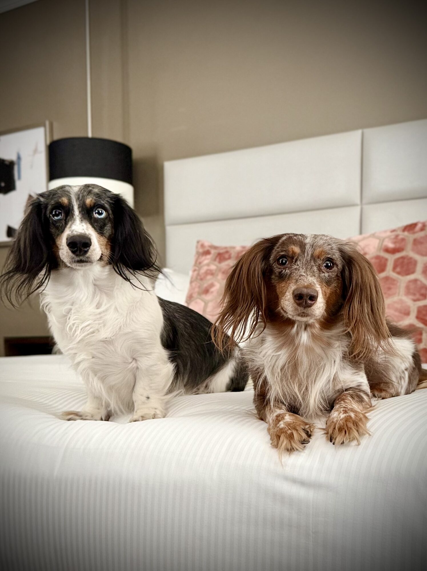 Two dogs sitting on a bed with a white headboard and pink pillows, one black and white, the other brown and white.