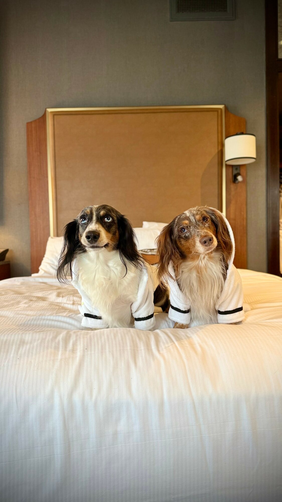 Two dogs wearing white shirts sit on a bed with a wooden headboard in a bedroom.