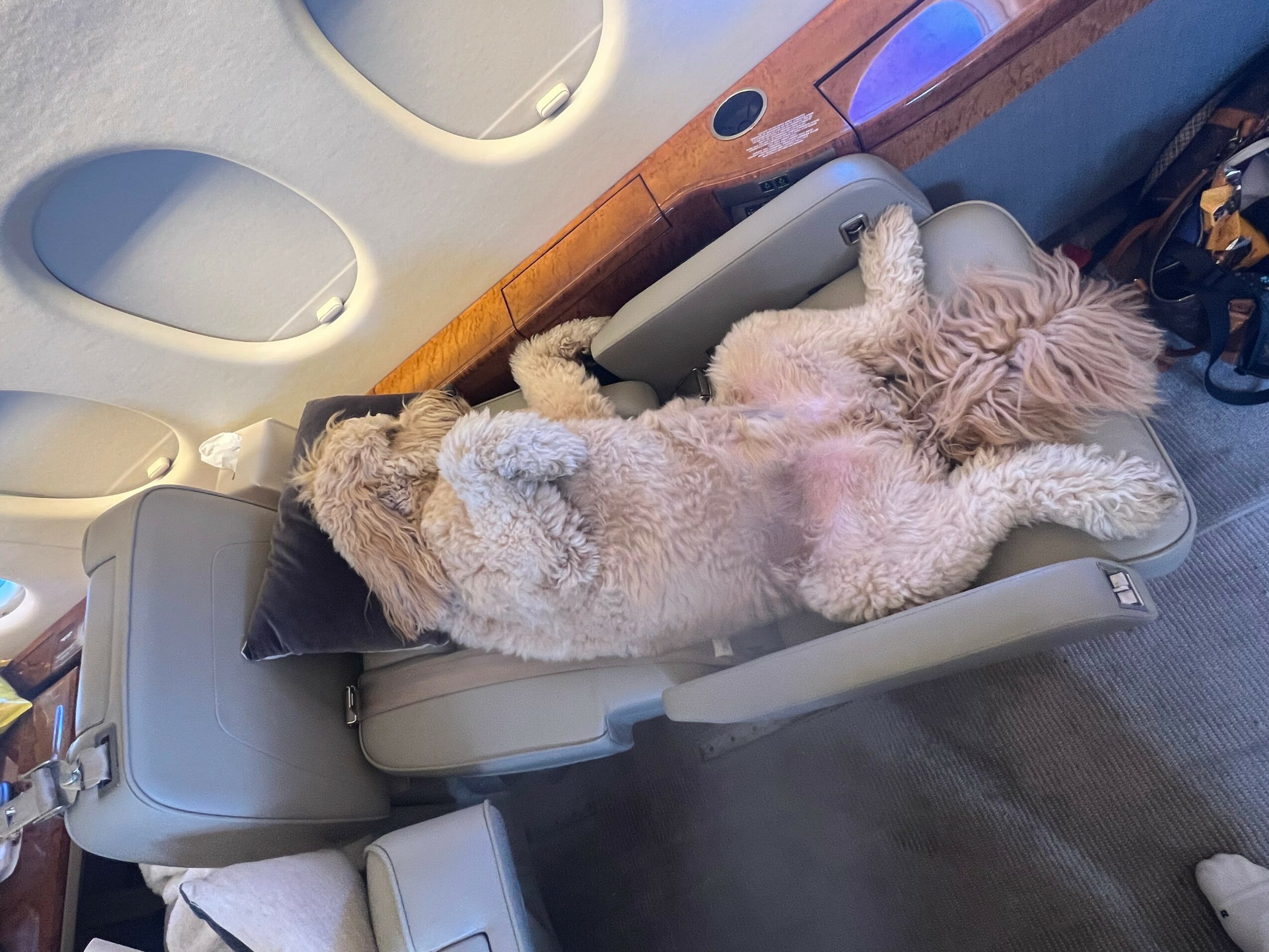 Two dogs lying on an airplane seat, one on its back and the other on its side, with airplane window in background.