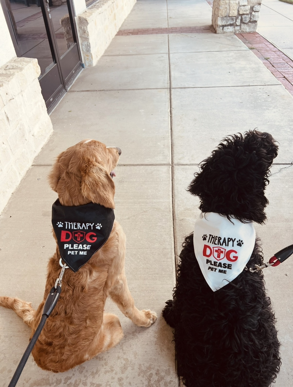 Two dogs sitting on sidewalk, wearing bandanas, near building entrance with glass door and stone wall, sunny day.