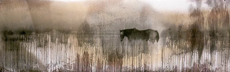 A dark animal, possibly a cow, standing in a foggy, marshy landscape with tall grasses and trees in the background.