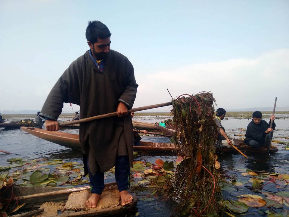 Man standing in water holding a boat paddle with aquatic plants hanging from it, others in water with paddles, water lilies visible.