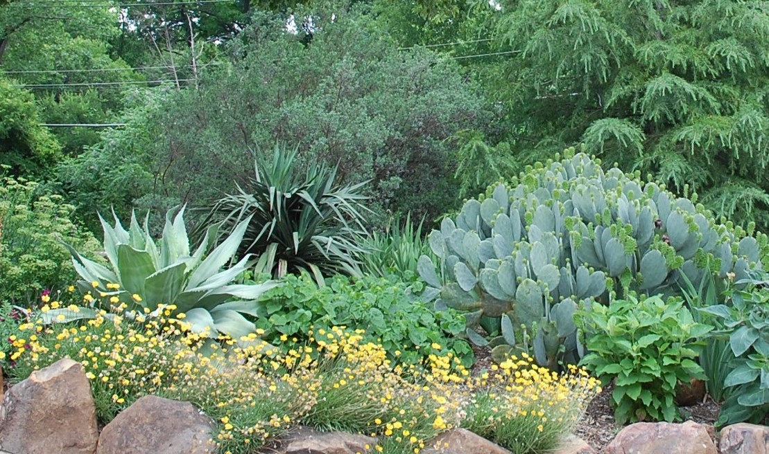 Lush garden with various green plants, succulents, and yellow flowers, bordered by rocks.
