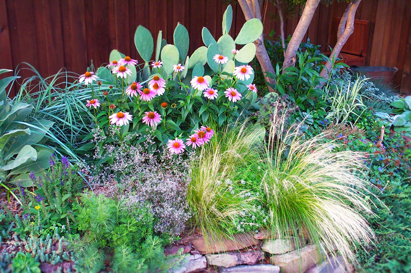 Garden with pink and white daisies, cactus pads, and various green plants, bordered by rocks and a wooden fence.