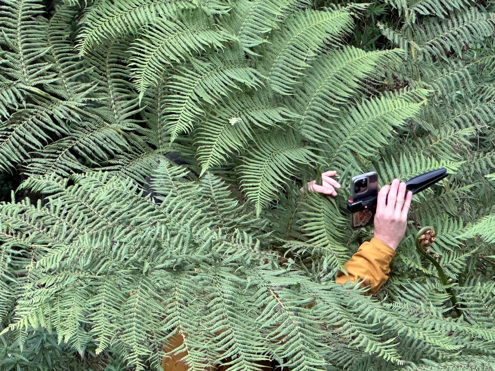 Person's hand holding a camera and a phone, partially visible among dense green ferns.