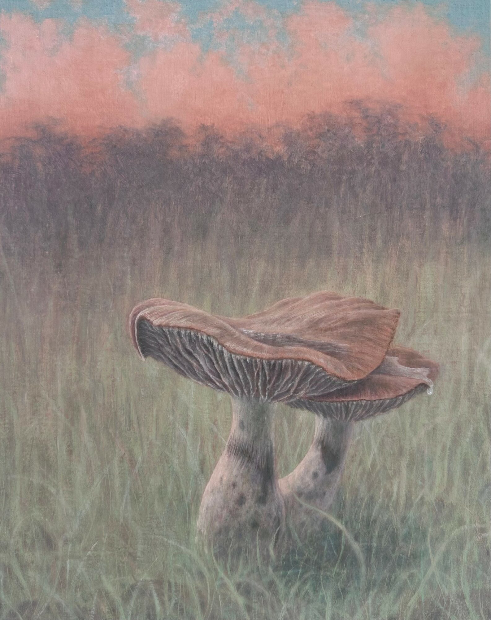 Mushroom growing in grass with a pink and blue sky background, viewed from the side.