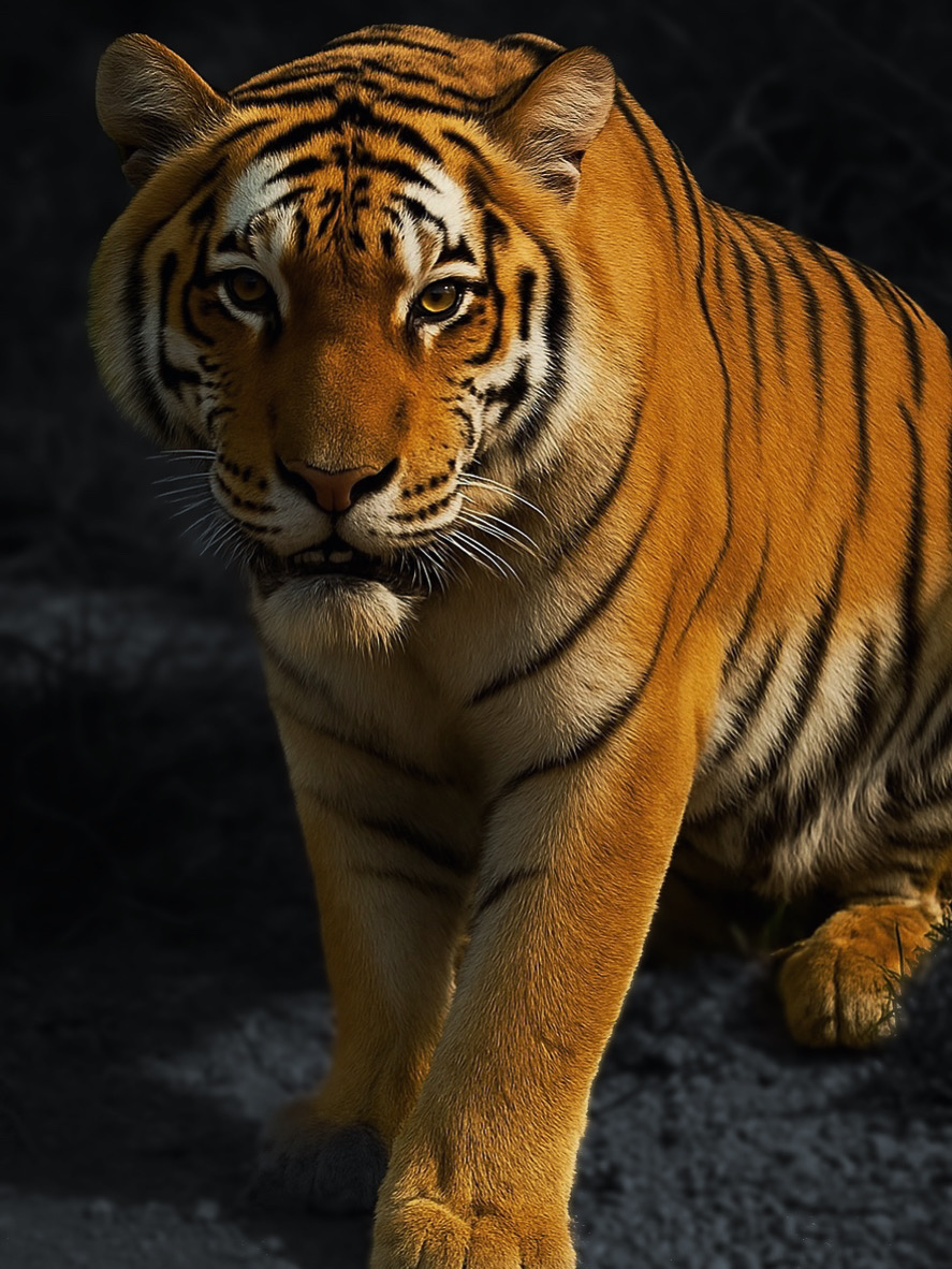A tiger walking on dark ground, facing forward with detailed orange and black striped fur.
