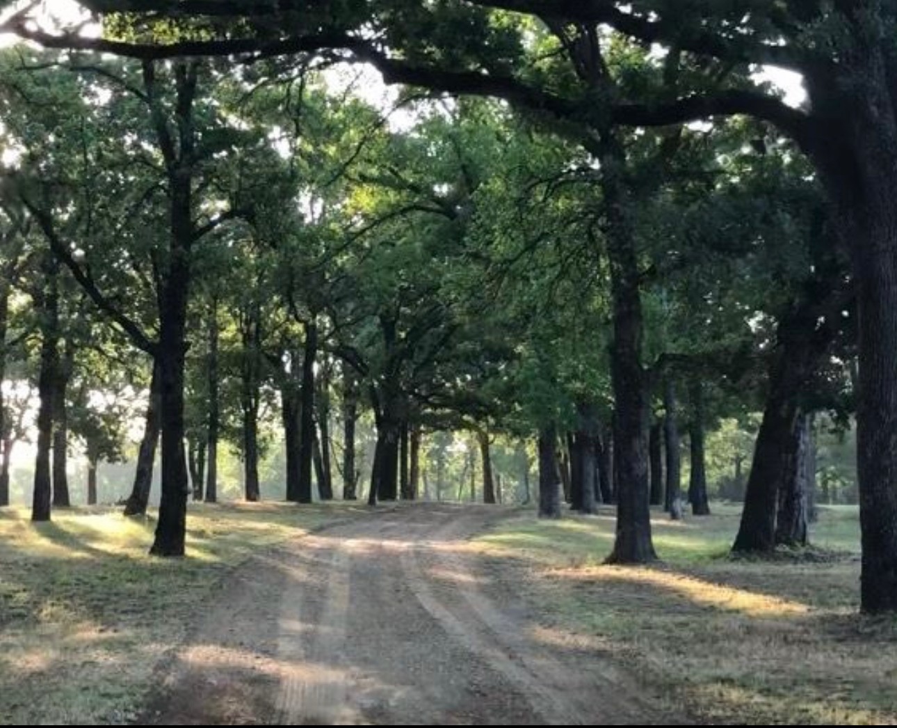 Dirt path through a forest with tall trees and green foliage, sunlight filtering through the leaves.
