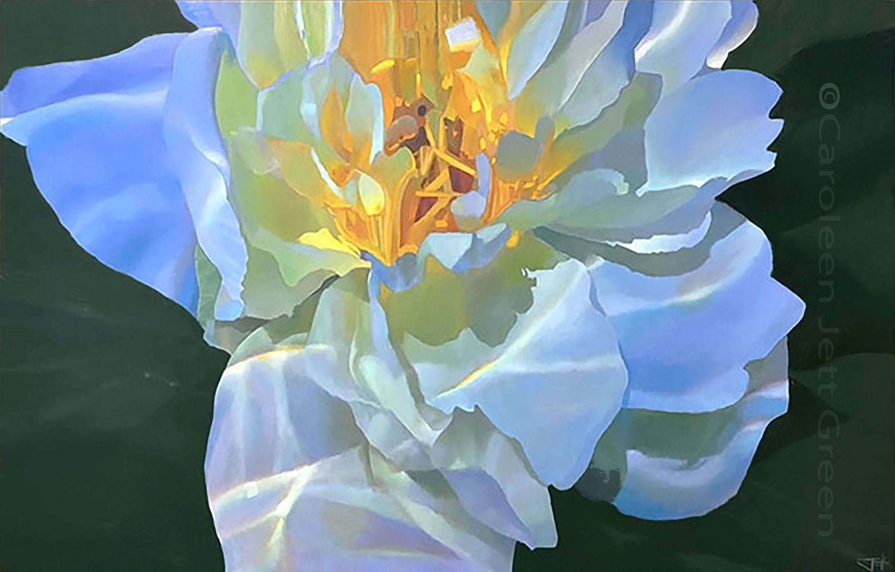 Close-up of a white and yellow flower with green background, showing detailed petals and stamens.