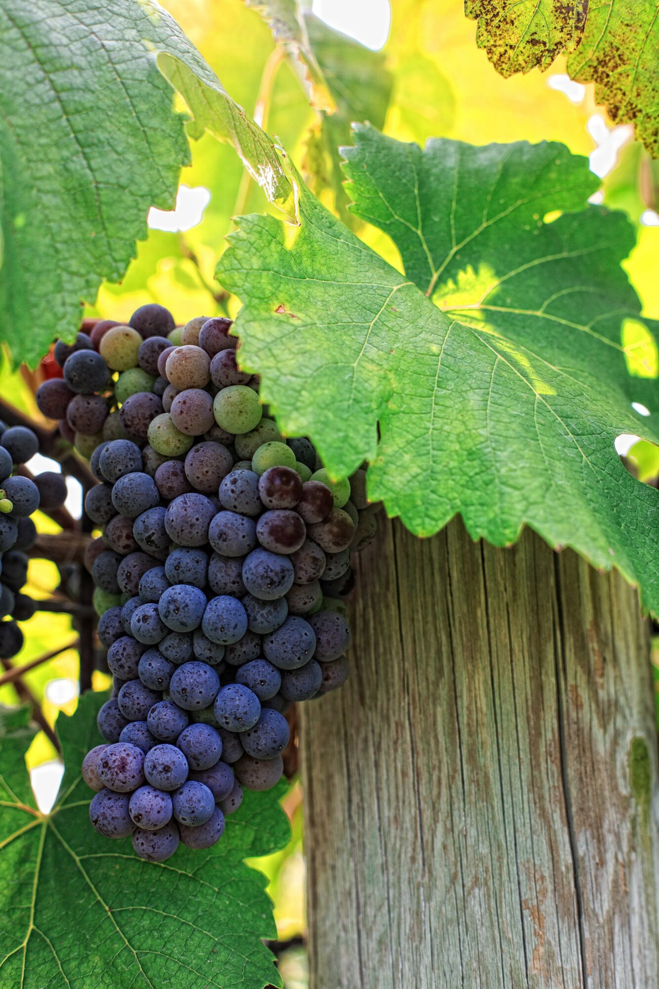 Cluster of dark purple grapes hanging from a vine with large green leaves, sunlight filtering through, on a wooden post.