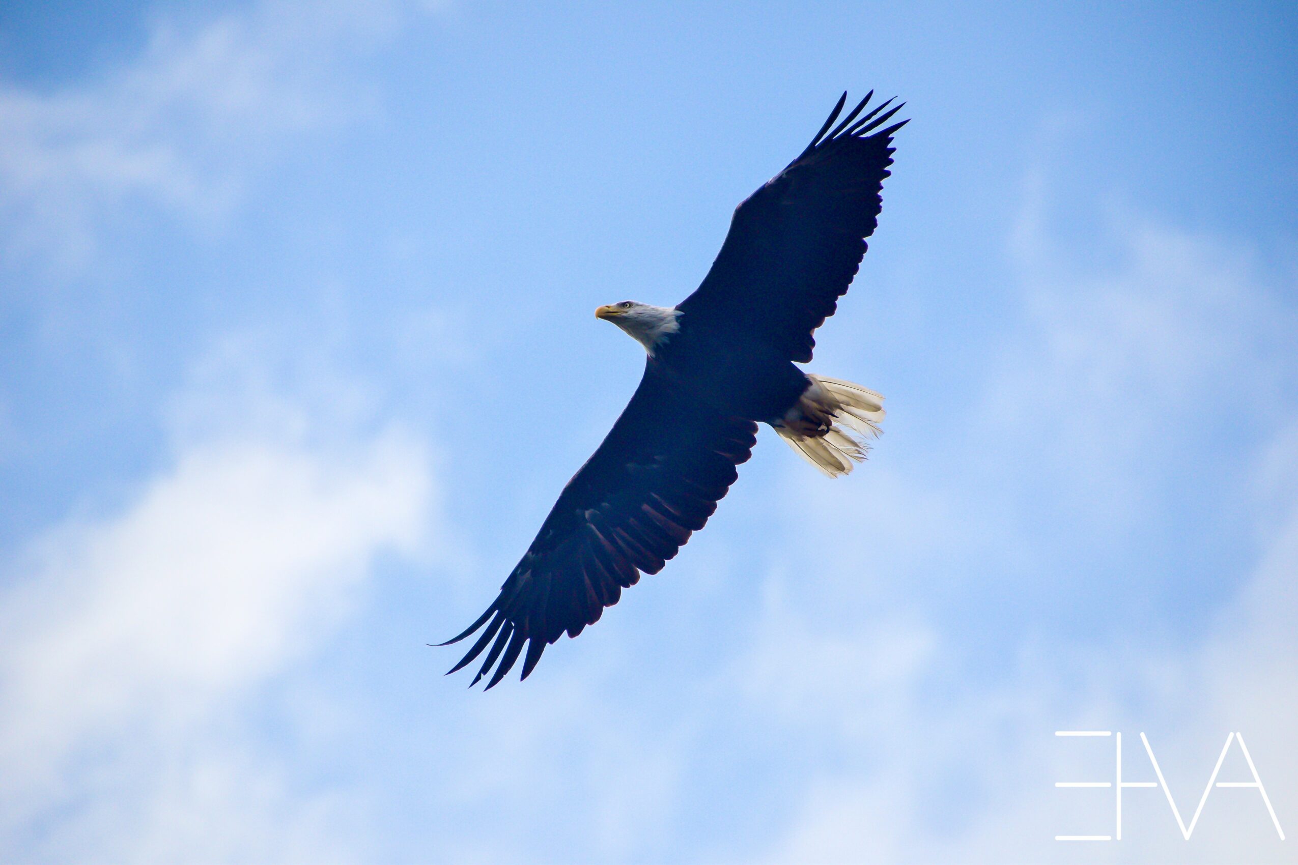 Eagle soaring in a blue sky with clouds, wings spread wide, tail feathers visible, head facing forward.