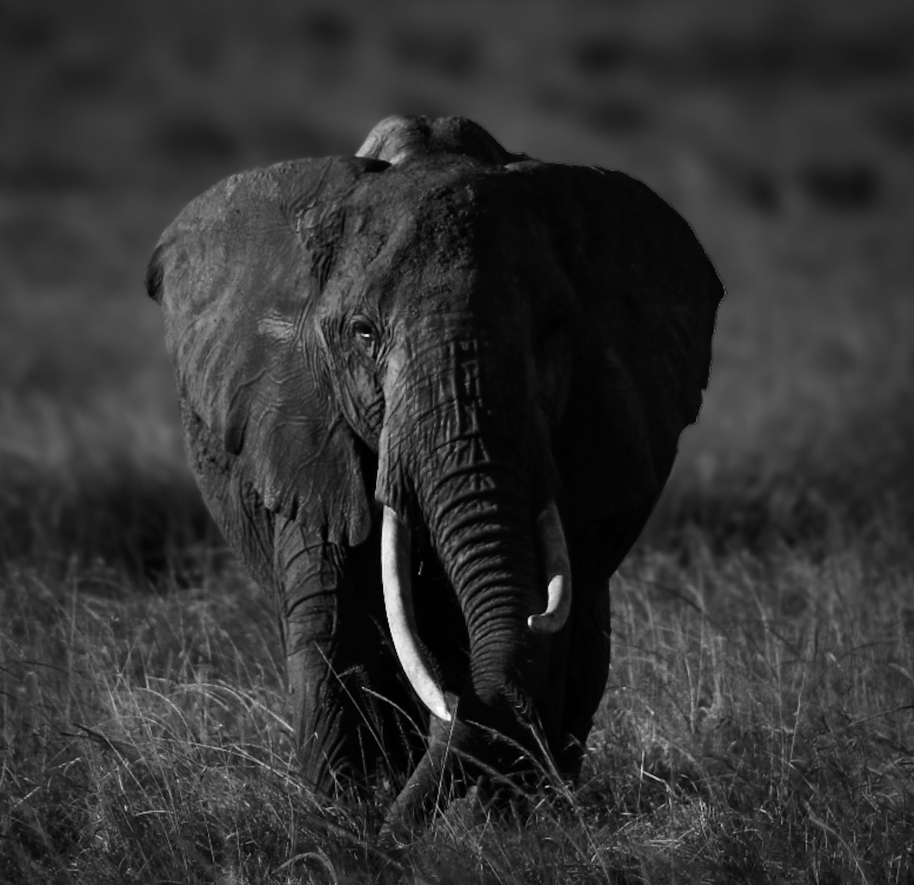 Elephant standing in grassland, facing forward, in black and white.