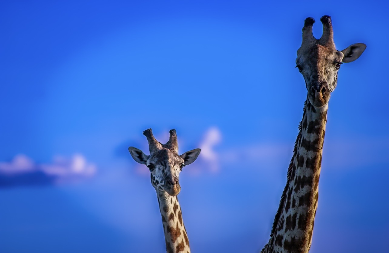 Two giraffes with long necks and patterned coats against a blue sky with clouds.
