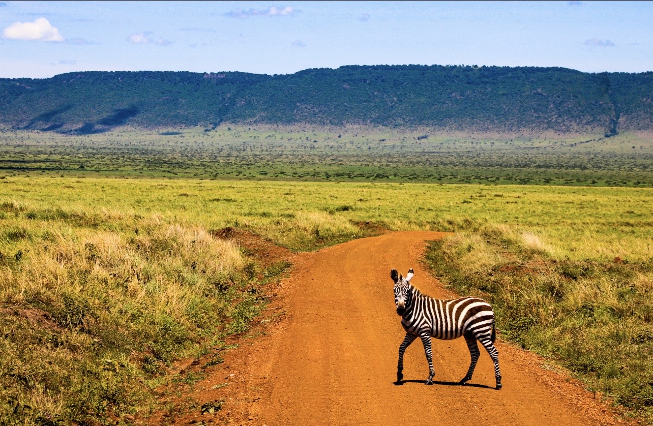 Zebra standing on a dirt road in a grassy plain with distant hills under a blue sky.