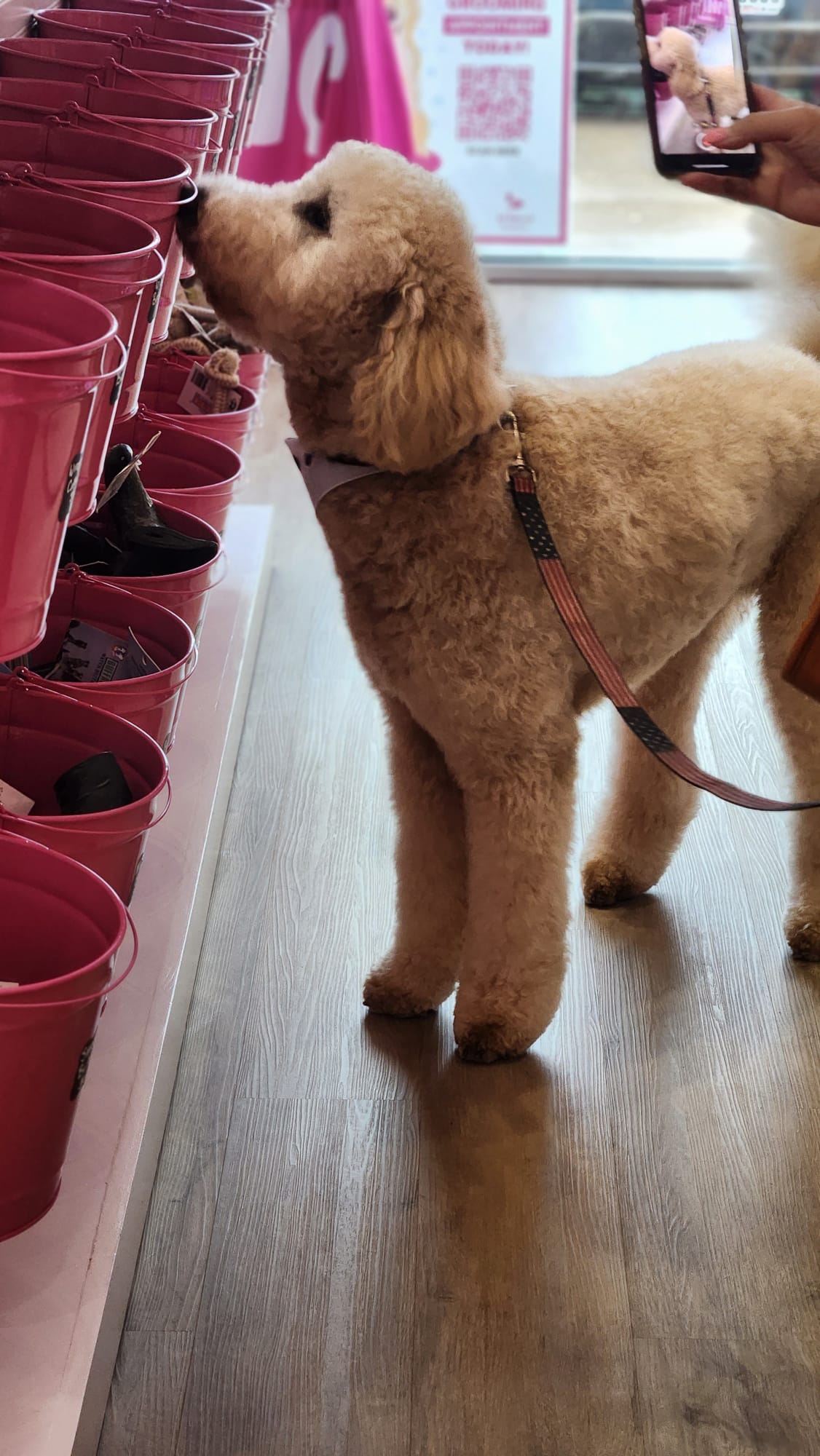 Dog with curly fur sniffing pink flower pots on a shelf, person taking photo in background