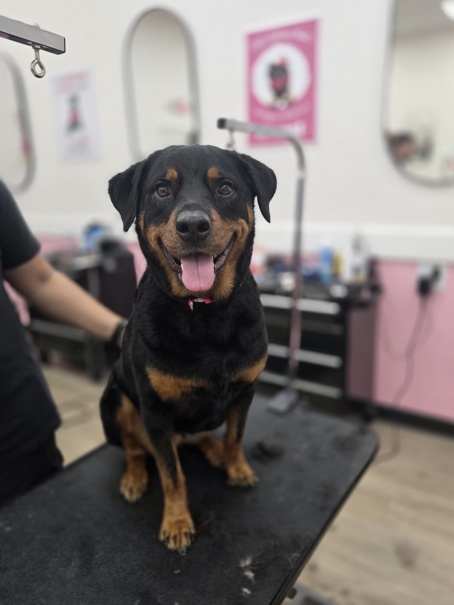 Black and tan dog sitting on grooming table, smiling with tongue out, in grooming salon with pink and white decor.