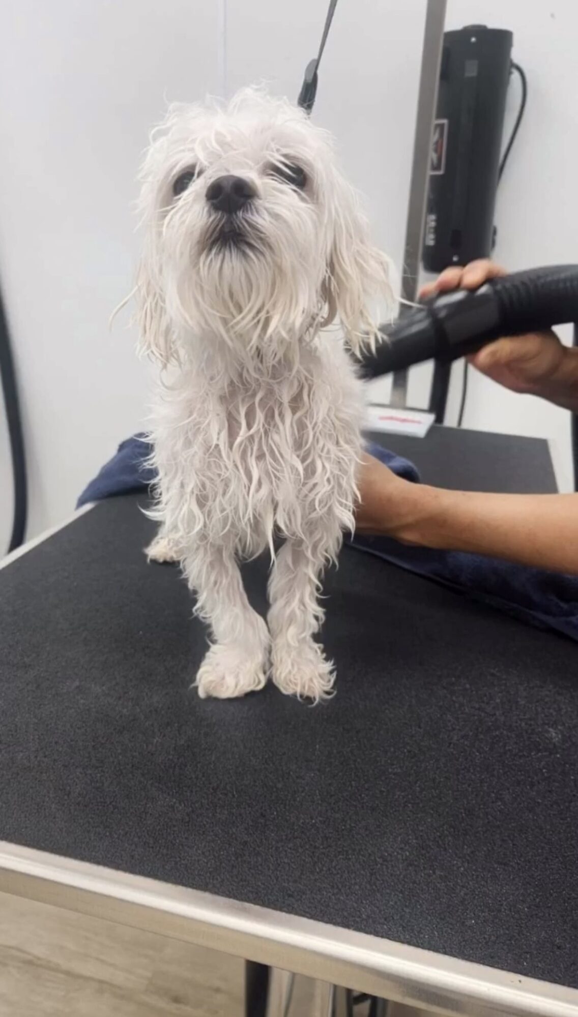 Small white dog with long, curly fur standing on a grooming table, being groomed by a person.