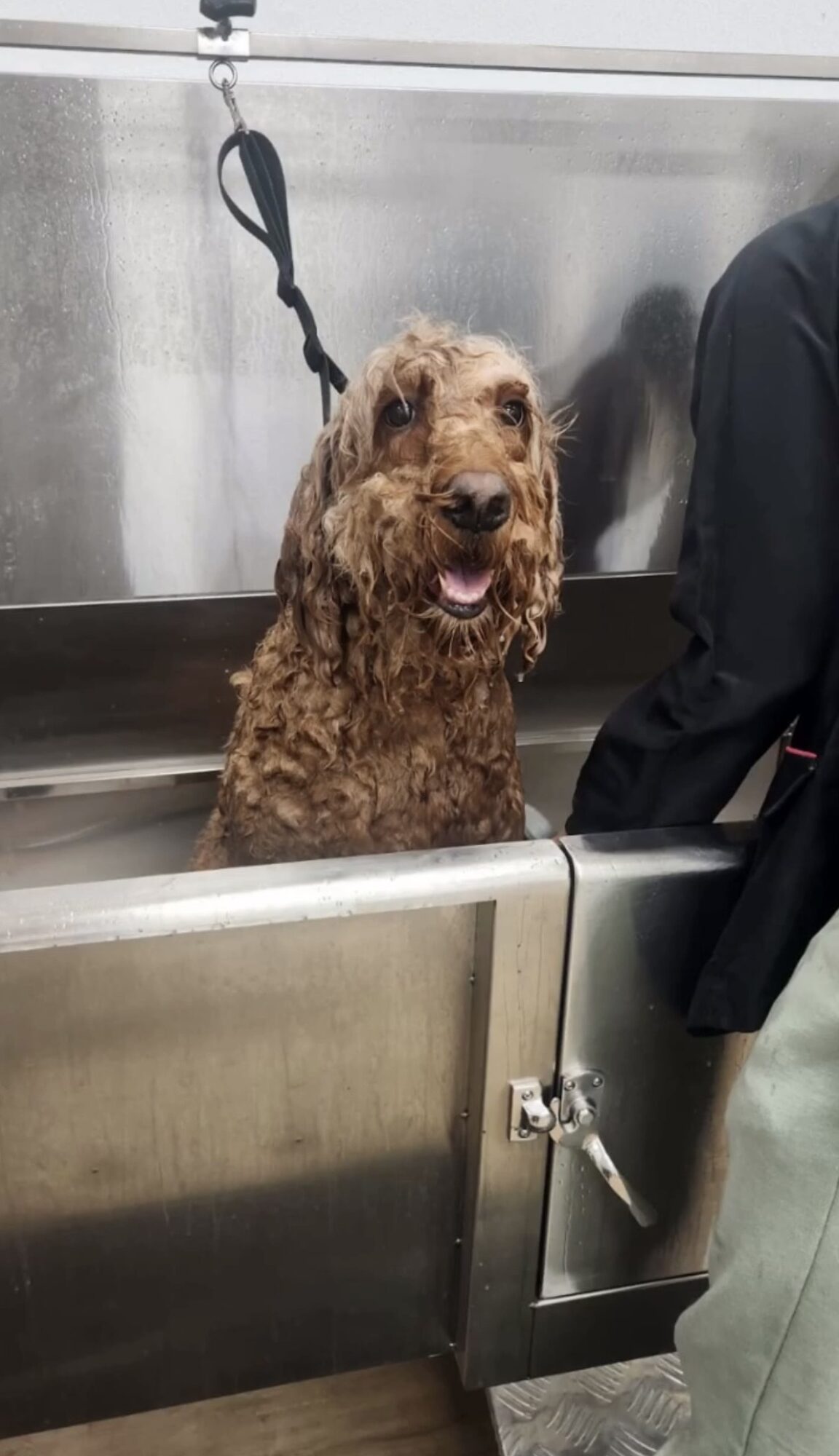 Dog with curly fur sitting inside a metal tub, looking at the camera with tongue out, next to a person in black and gray.