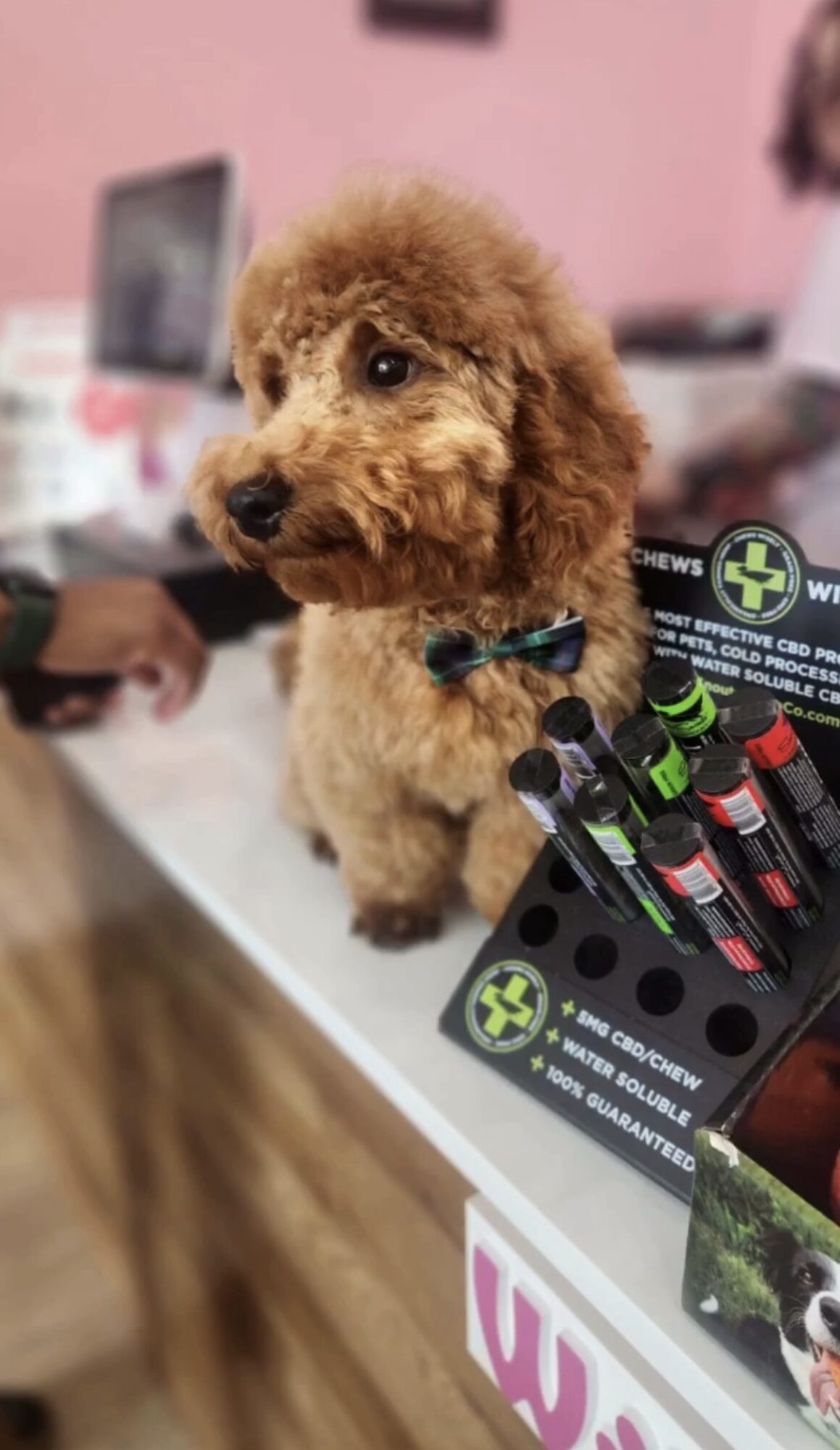 Small curly-haired puppy with a bow tie, sitting on a table with pens and a pink background.