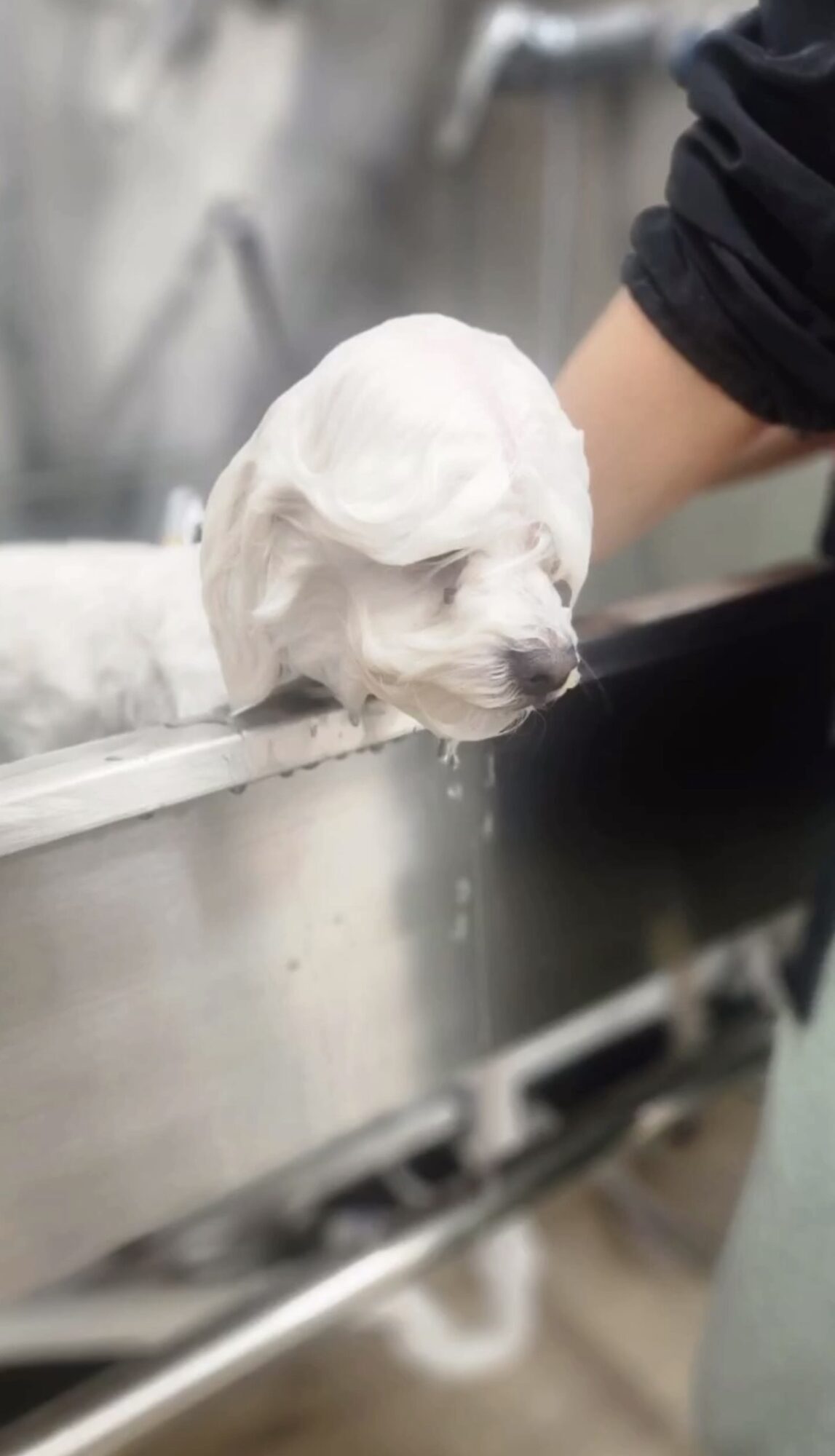 A puppy with wet fur is being bathed, with a person's arm visible in the background.