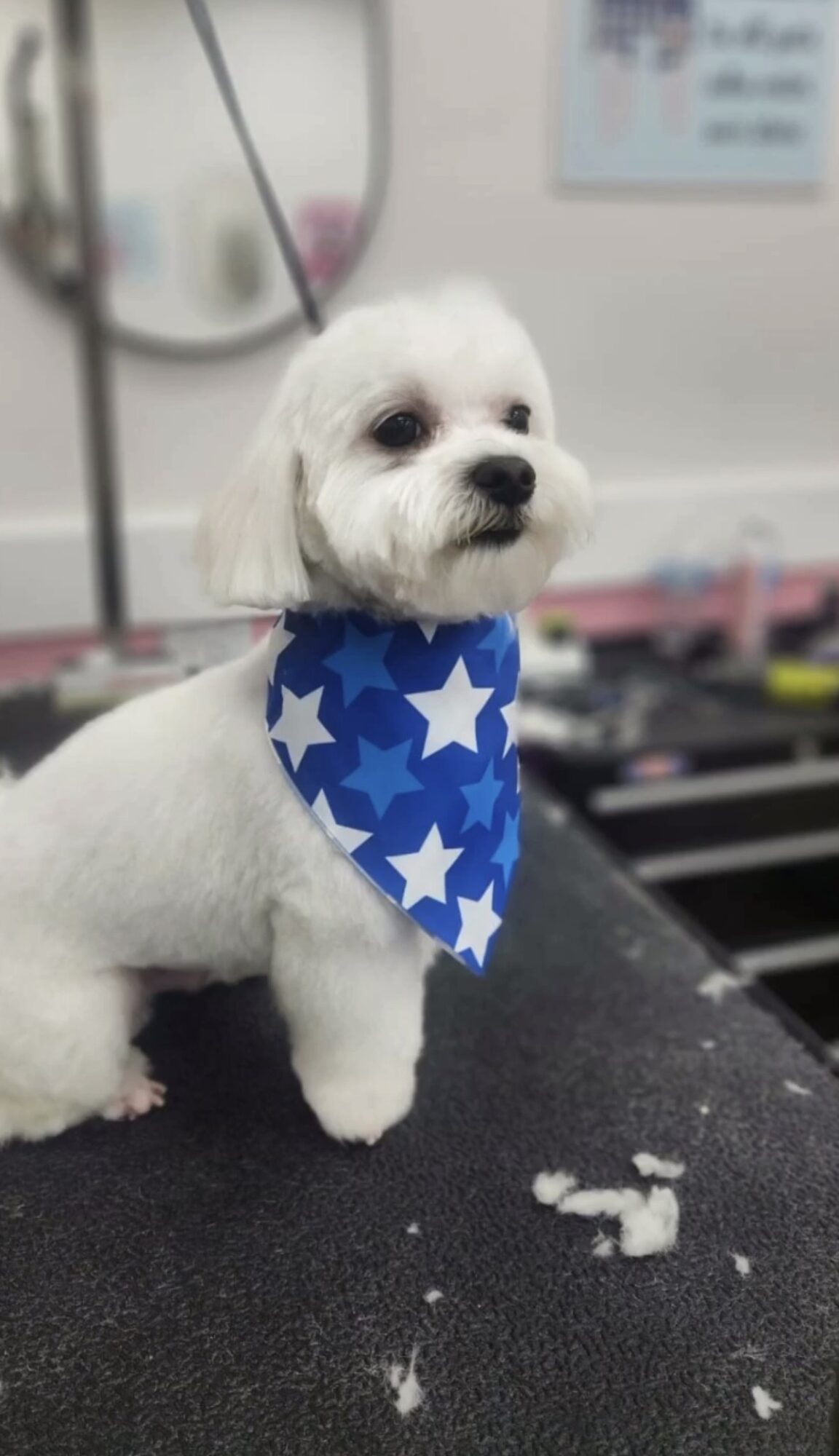 Small white dog with a blue bandana featuring white stars, standing on a grooming table in a pet grooming salon.