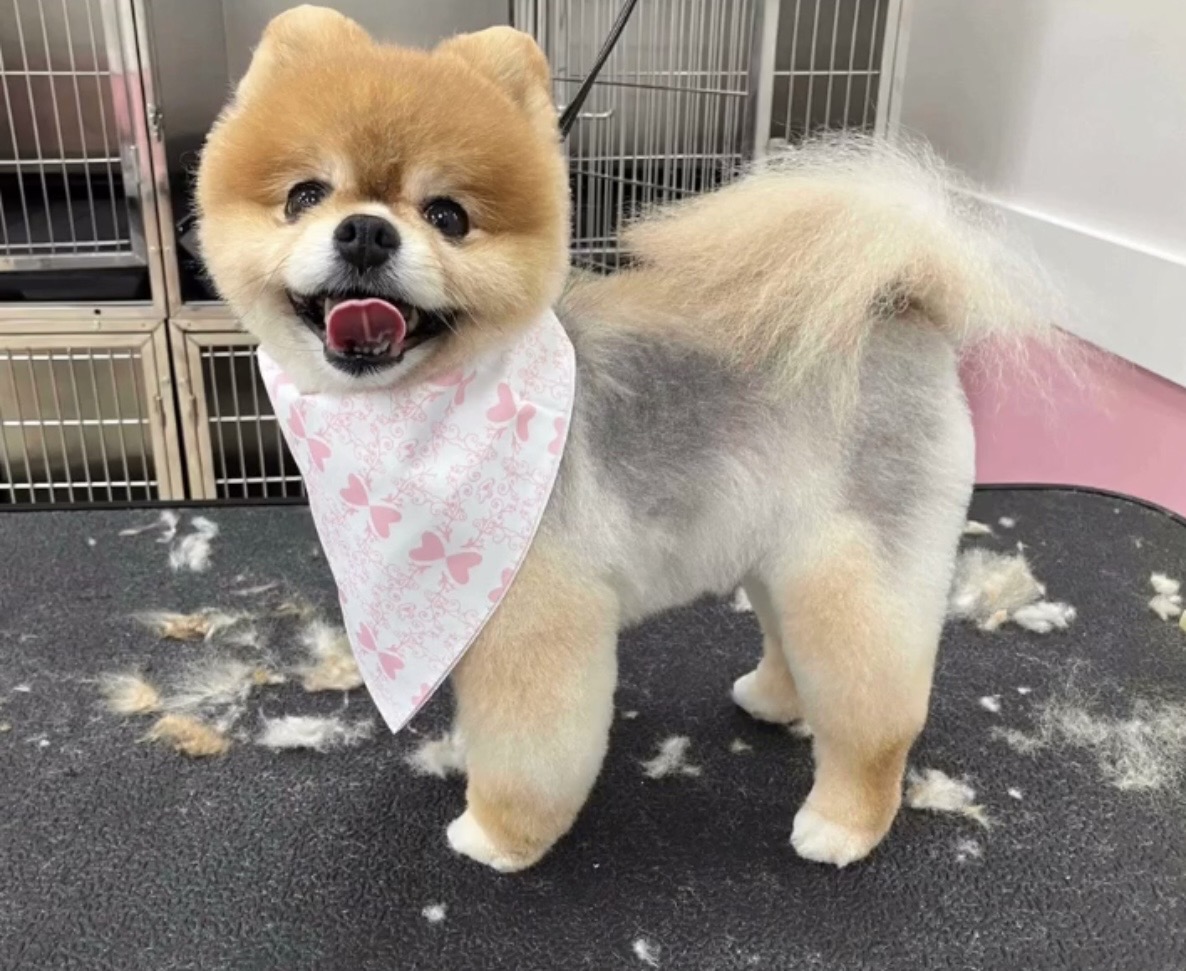 Small dog with fluffy fur, wearing a pink bandana, standing on a grooming table with fur clippings, in a kennel area.