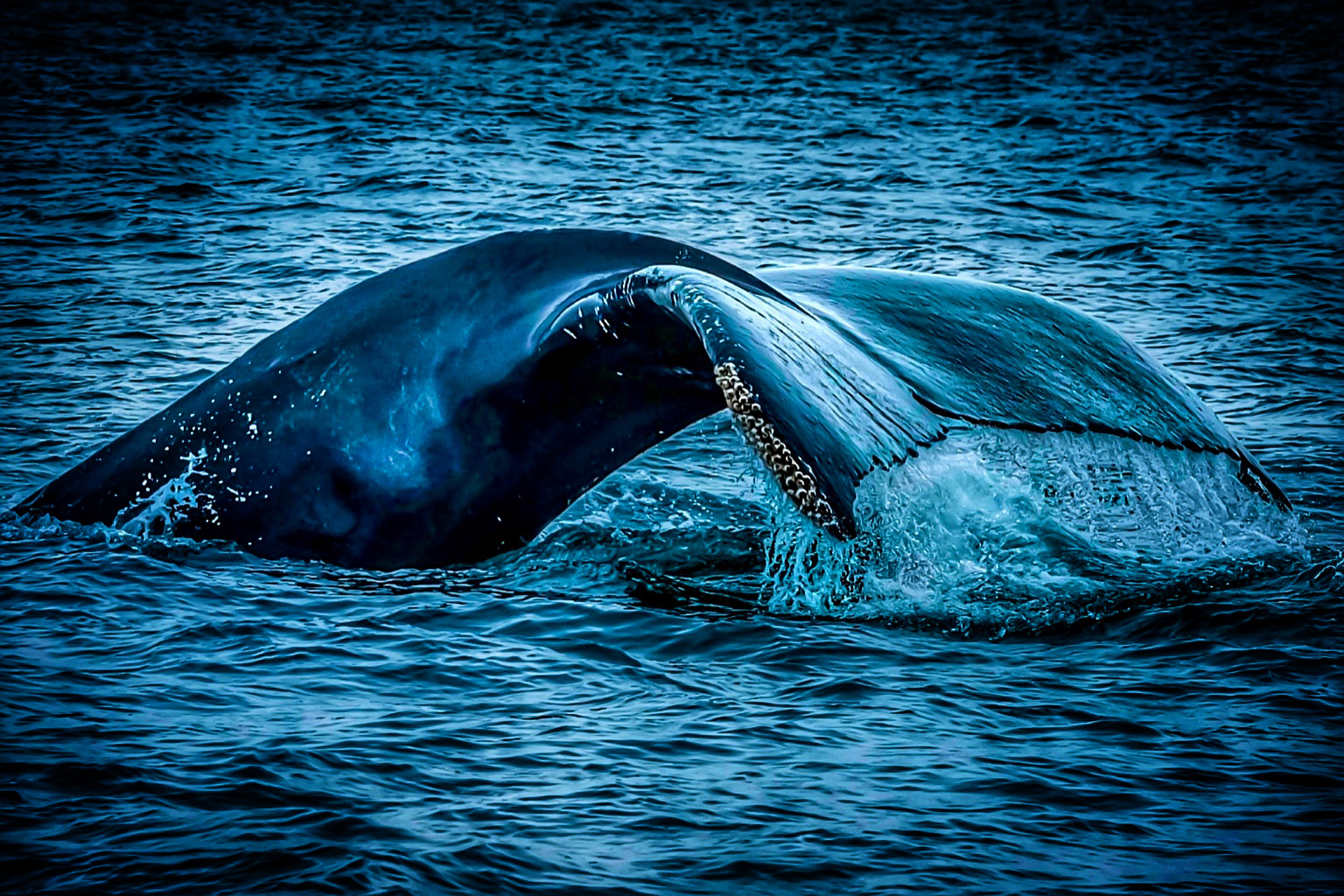 A whale breaches the water surface, showing its head and part of its body, with water splashing around.