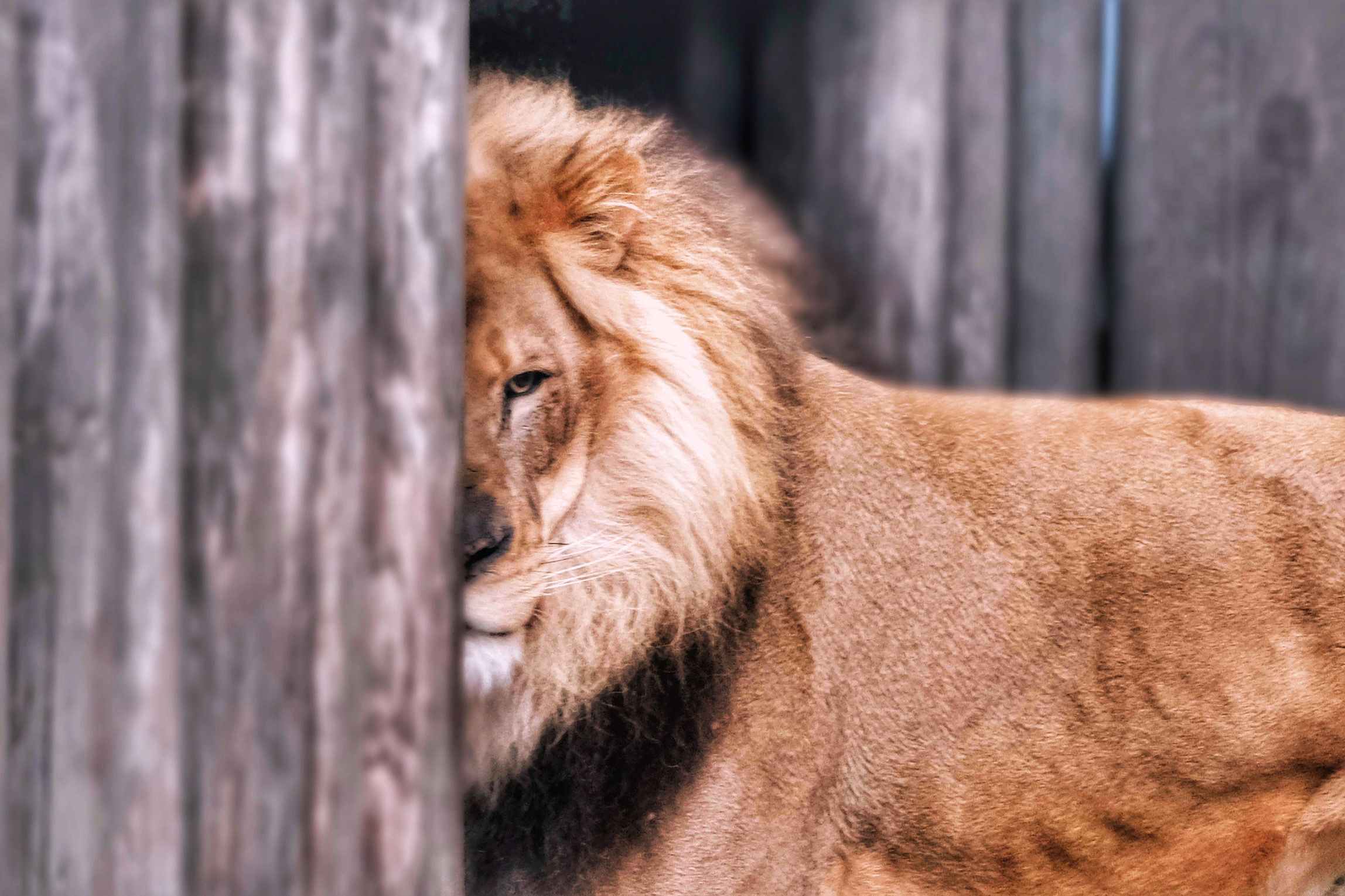 Lion resting behind a wooden fence, with part of its face visible, in a natural setting.