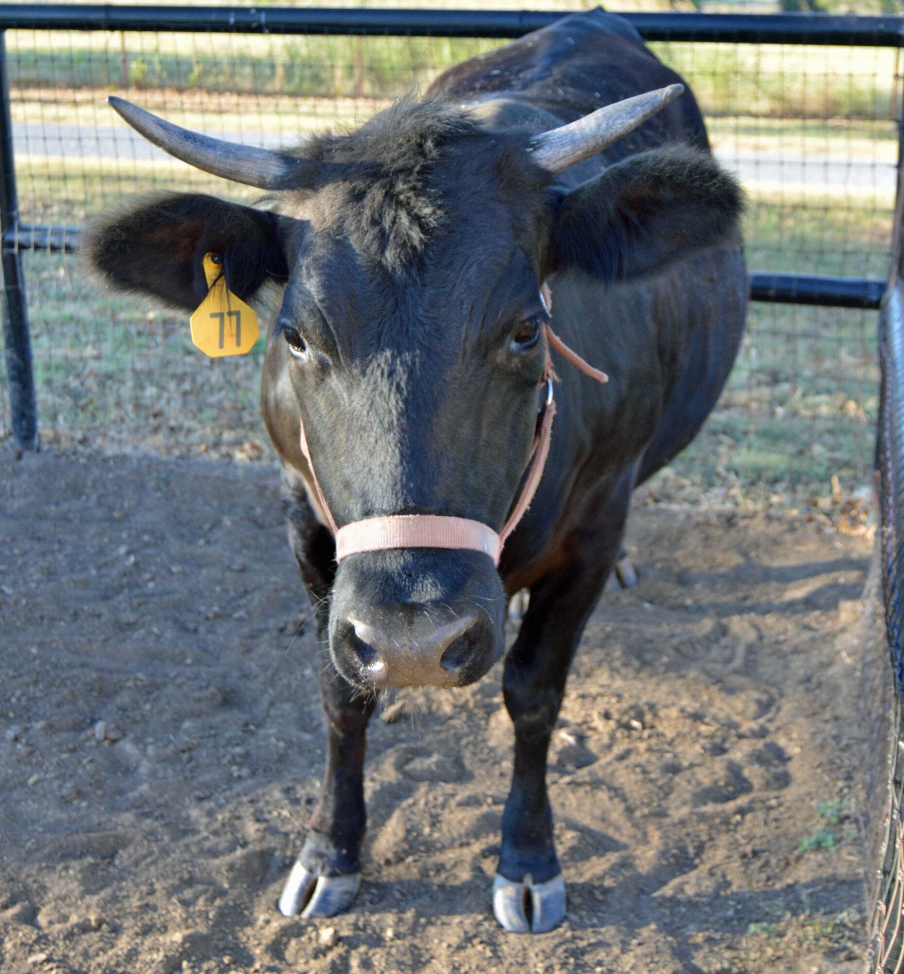 Black cow with white markings on face and legs, standing in a pen with a fence in the background.