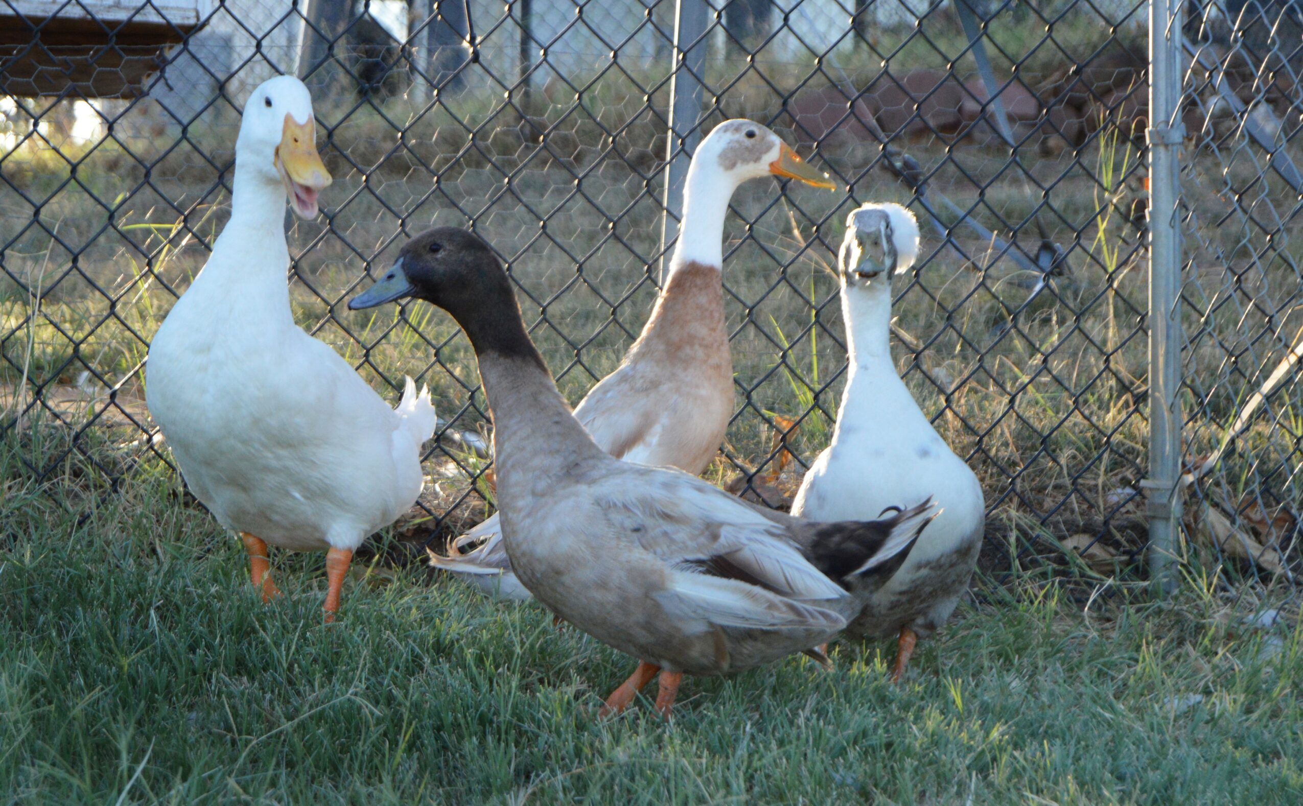 Four ducks standing on grass near a chain-link fence, with trees and sky in the background.