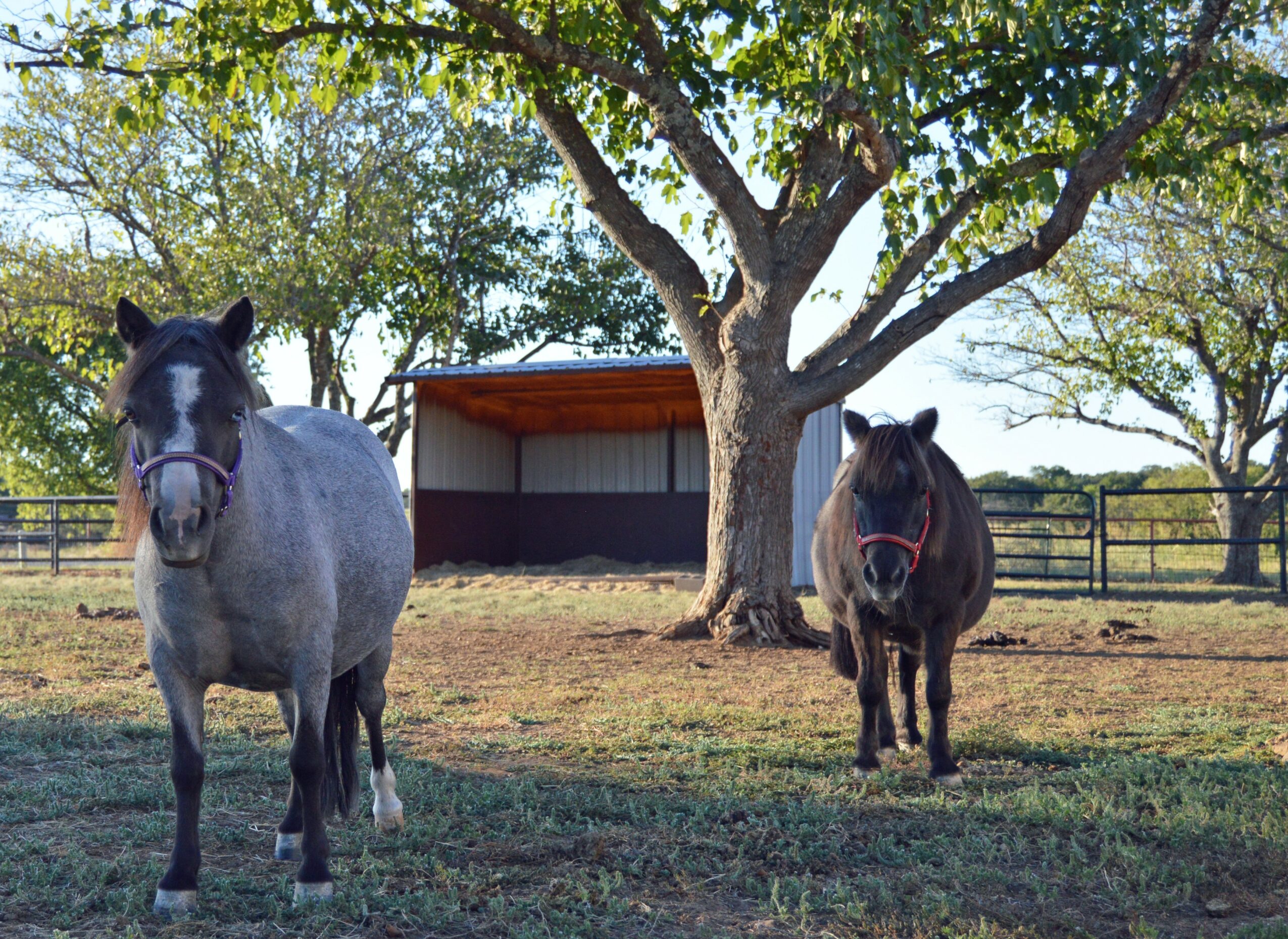 Two horses standing on grass near a tree and a barn, with a fence in the background.