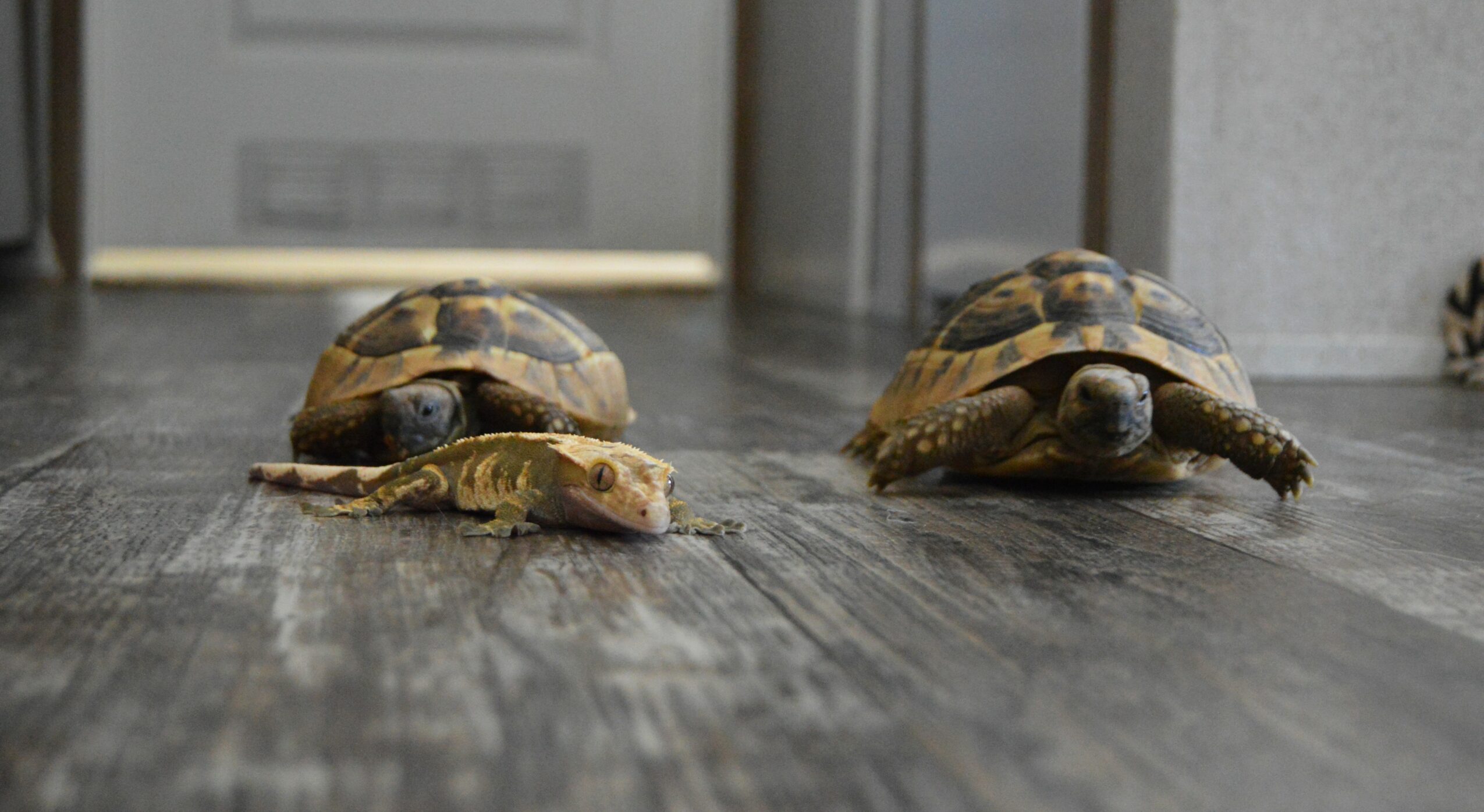 Two turtles and a small turtle on a wooden floor near a door, facing forward.