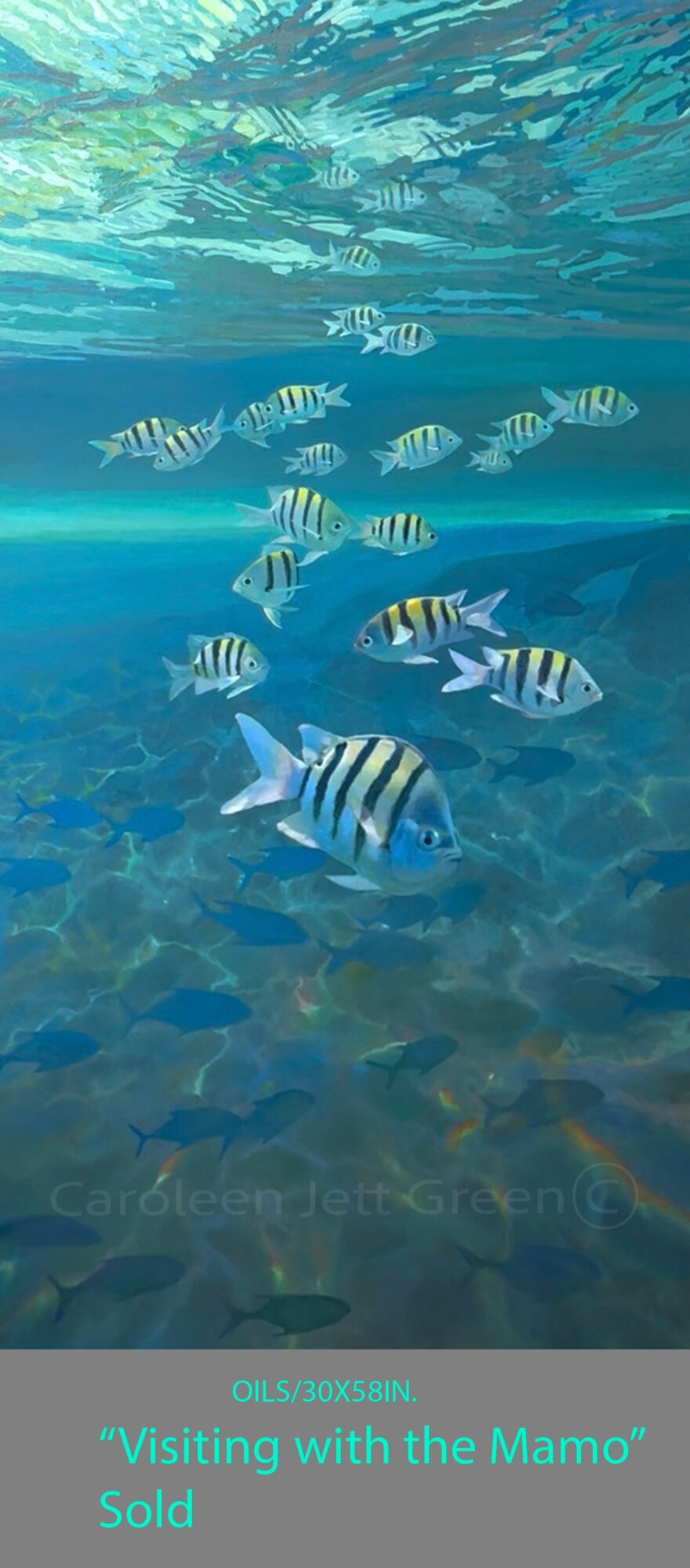 School of striped fish swimming underwater with rocks and water surface visible above.