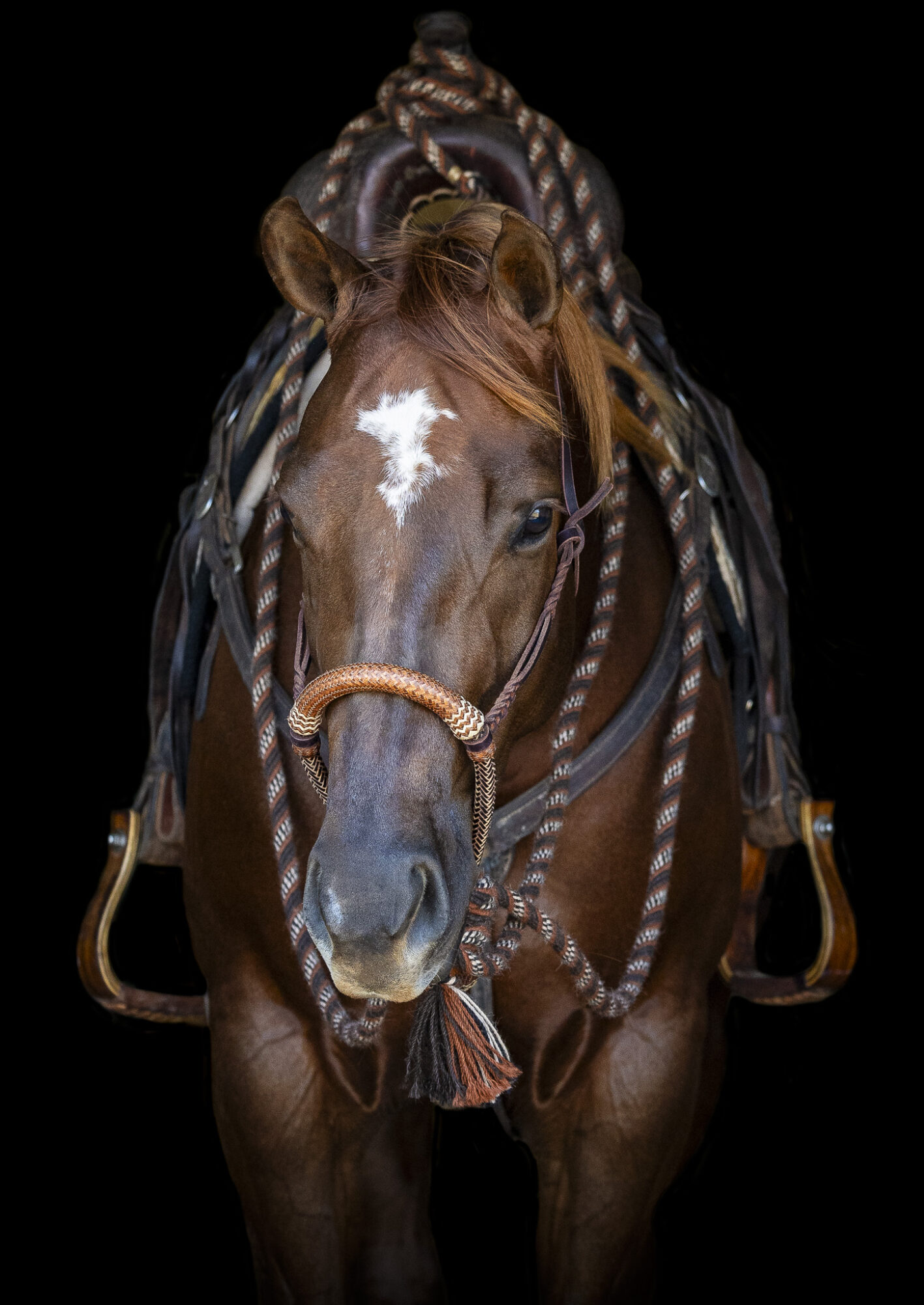 A brown horse with a white star on its forehead, equipped with a saddle and bridle, facing forward against a black background.