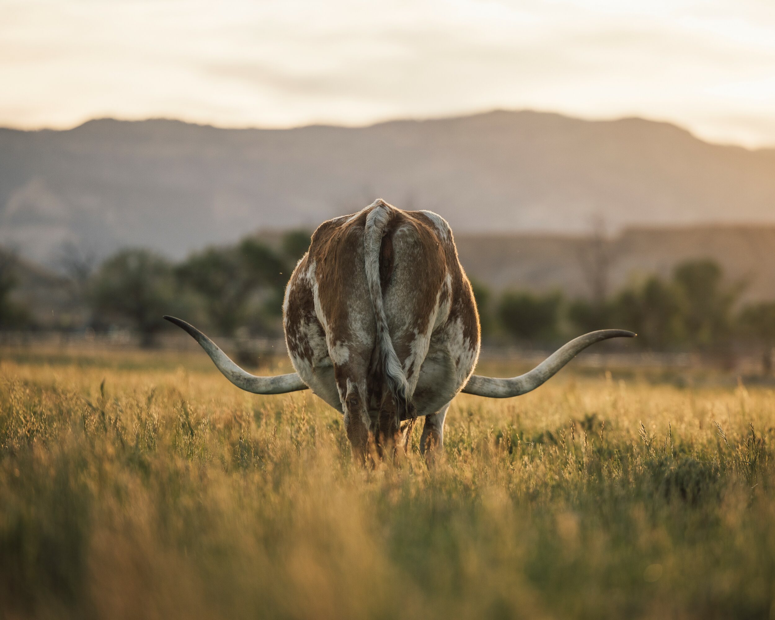 A cow standing in a grassy field with mountains in the background during sunset.