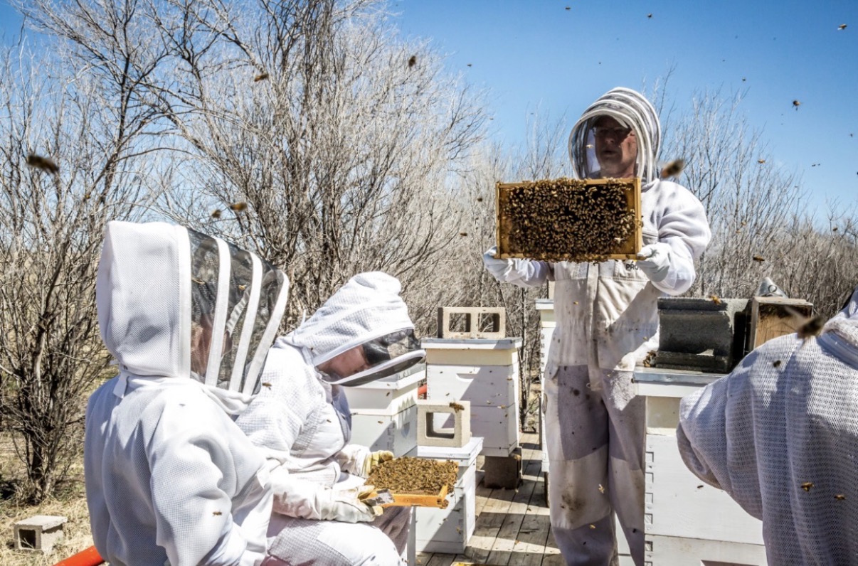 People in protective suits inspecting a beehive outdoors on a sunny day.