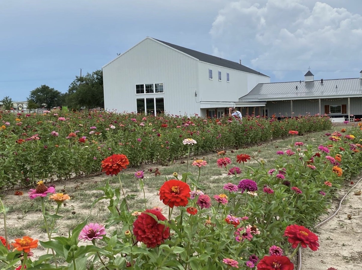Colorful flower garden with a white building and blue sky in the background.