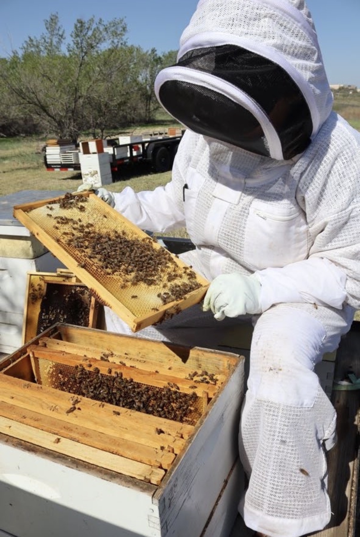 Person in protective suit inspecting a honeycomb frame with bees outdoors, with a truck and trees in background.