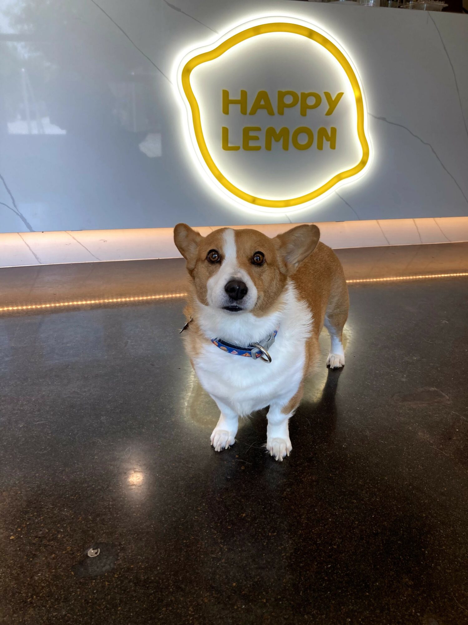 Corgi dog standing indoors in front of a illuminated sign that reads 'HAPPY LEMON'.