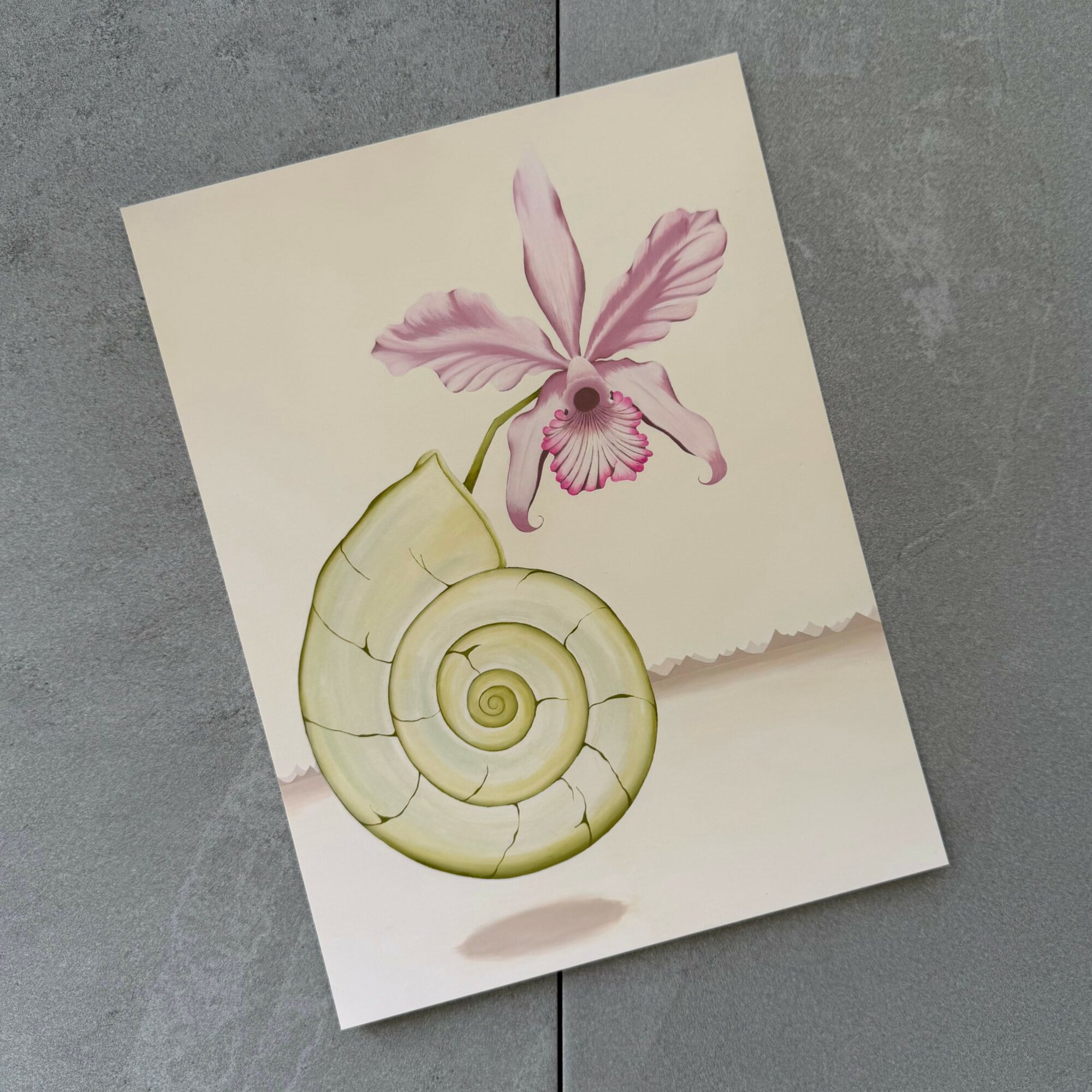 A drawing of a snail shell with a pink orchid flower on top, on a light background.