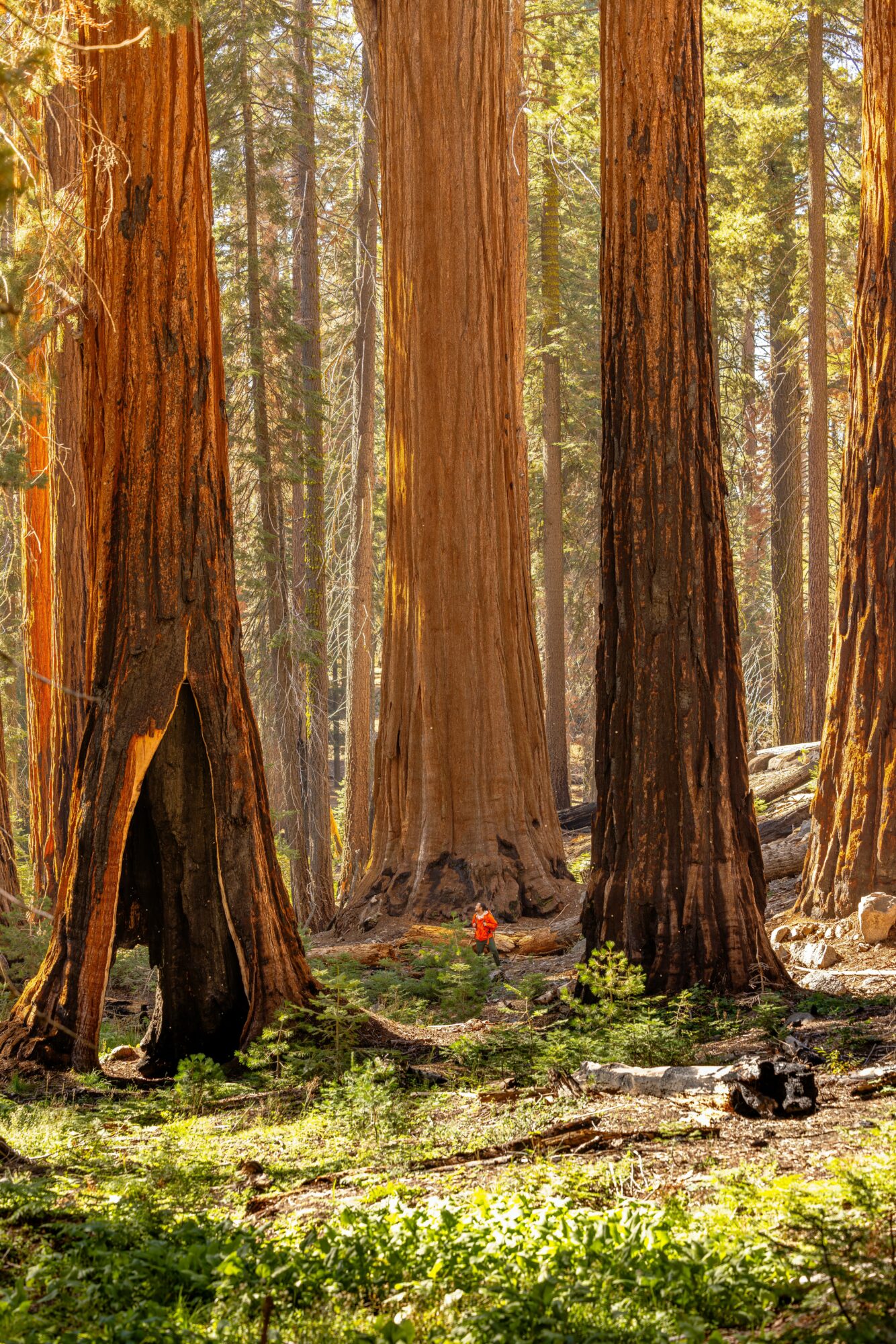 Tall trees in a forest with sunlight filtering through the leaves, ground covered with grass and rocks.