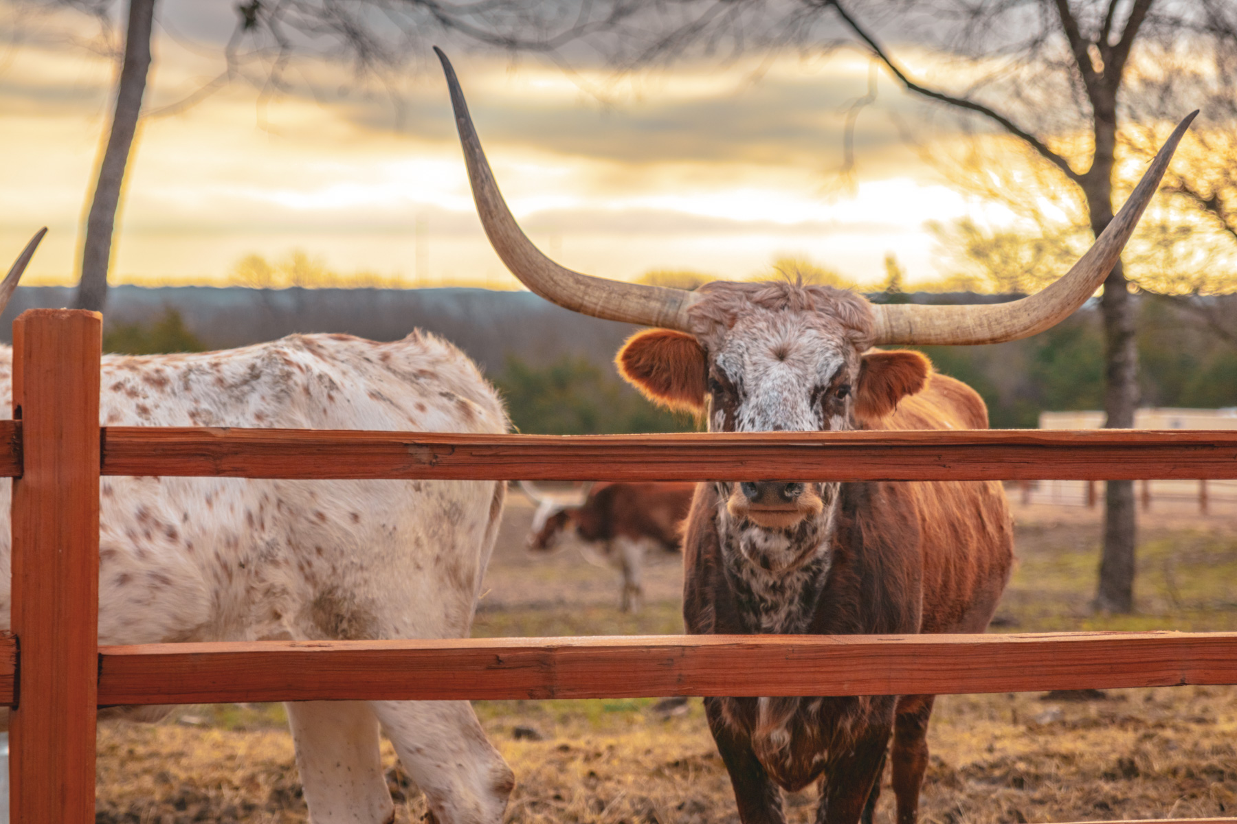 A longhorn cow with large horns stands behind a wooden fence at sunset, with trees and a cloudy sky in the background.