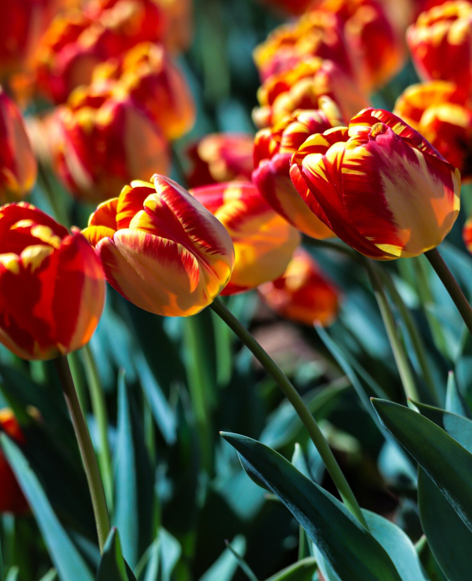 Close-up of vibrant red and yellow tulips with green leaves, sunlight illuminating the petals, in a garden setting.