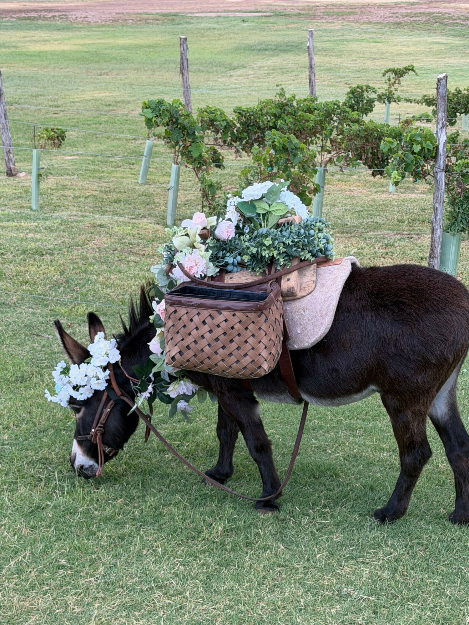 A horse with a floral arrangement on its back, standing on grass in a park with trees in the background.