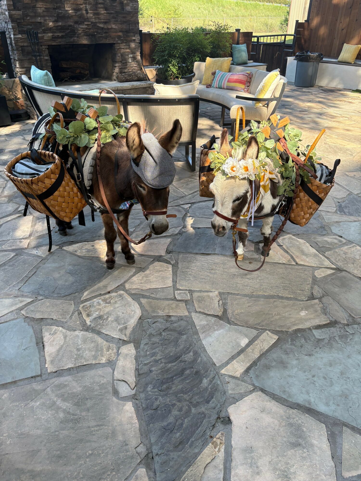 Two dogs with baskets and plants on a stone patio, with cars and trees in the background.