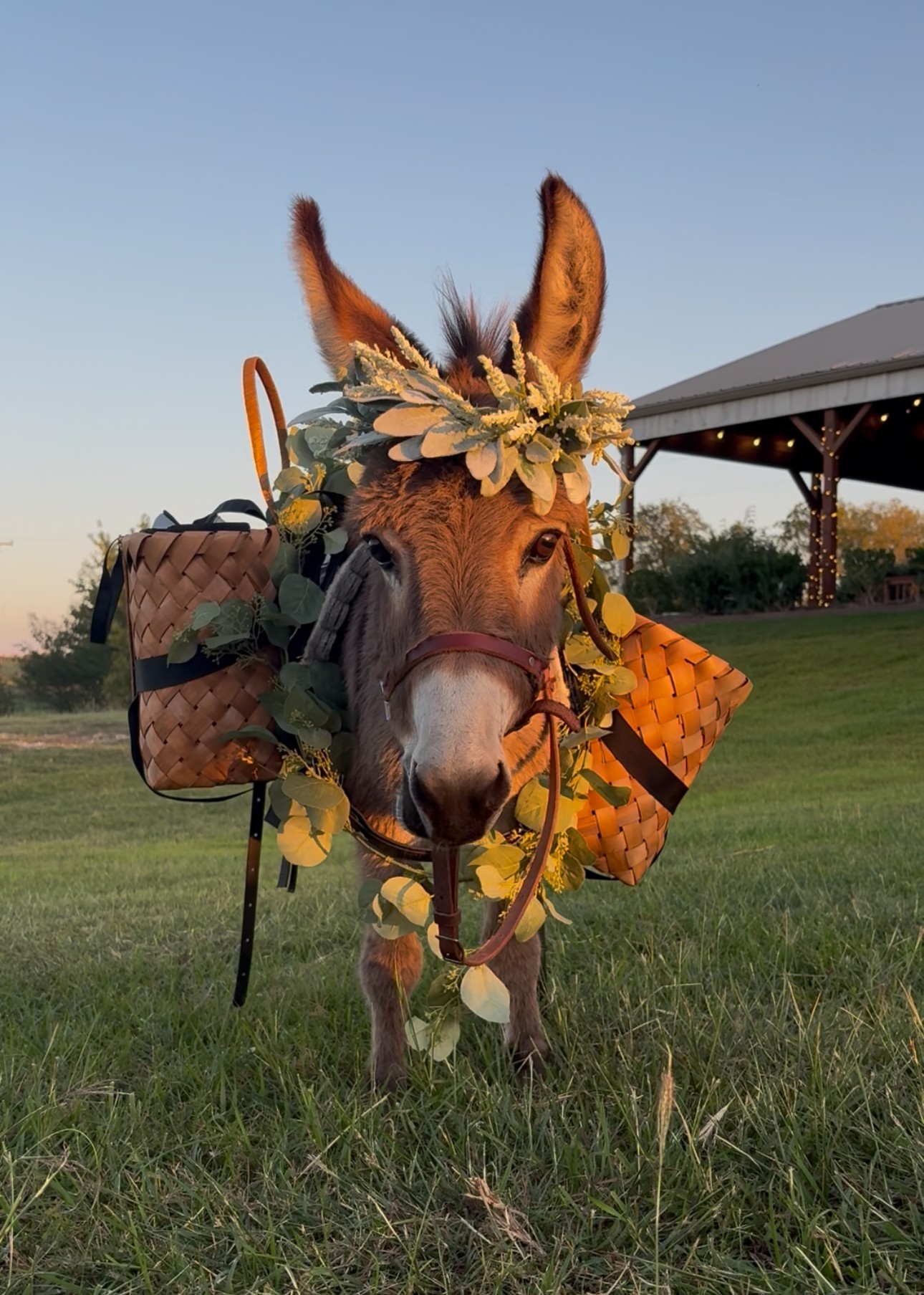 Donkey with a floral headpiece and carrying bags stands on grass outdoors during daytime.