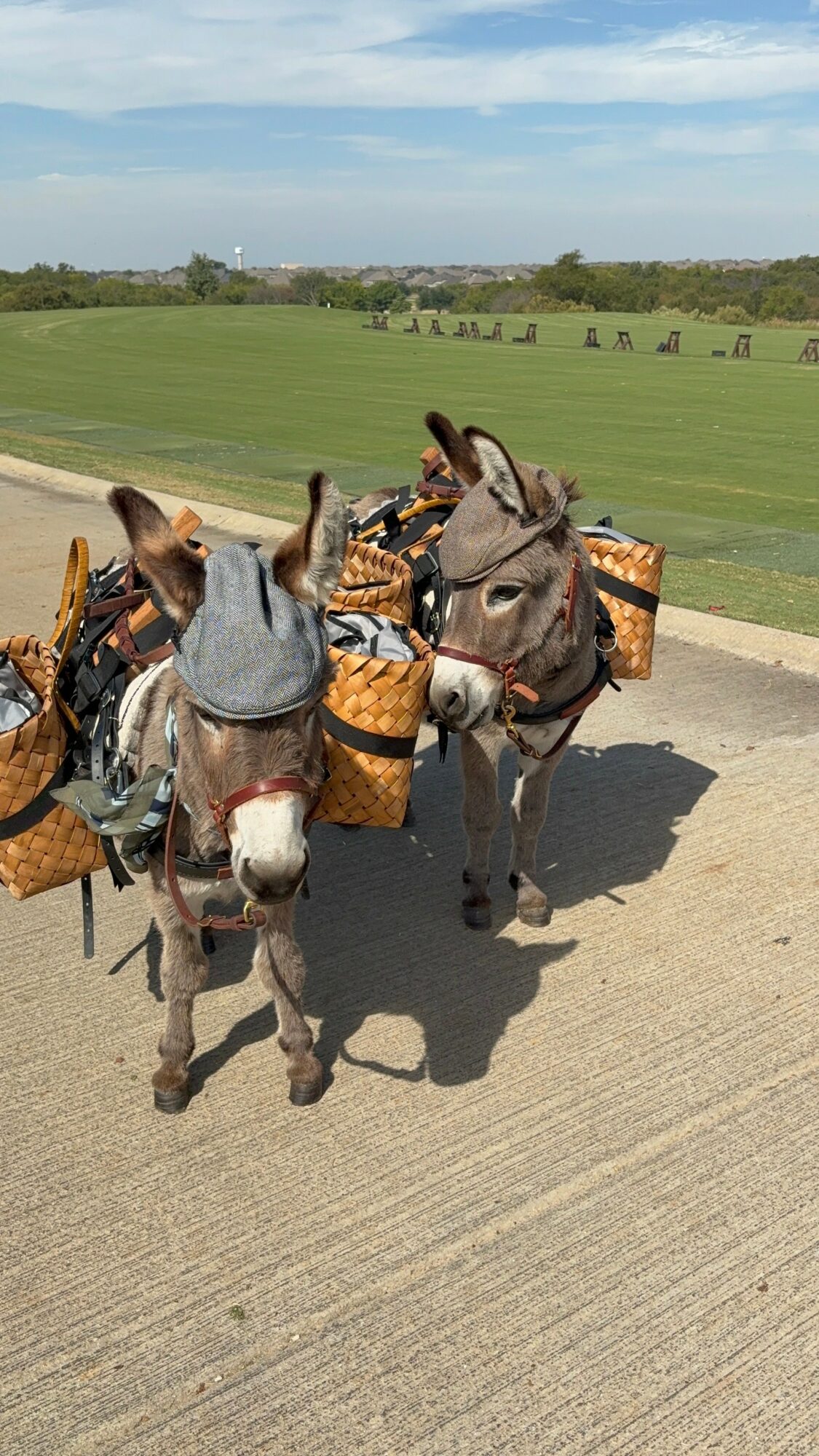 Three donkeys with saddles and bags walking on a paved path in a grassy field under a blue sky.
