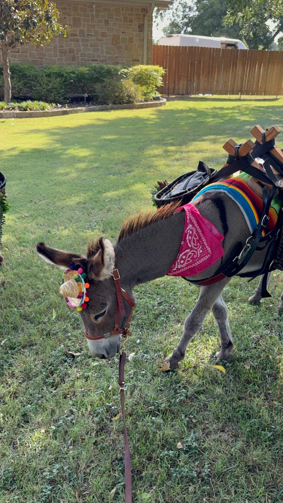 Small dog dressed in a costume with a pink bandana, standing next to a decorated donkey with a saddle and accessories in a grassy yard.