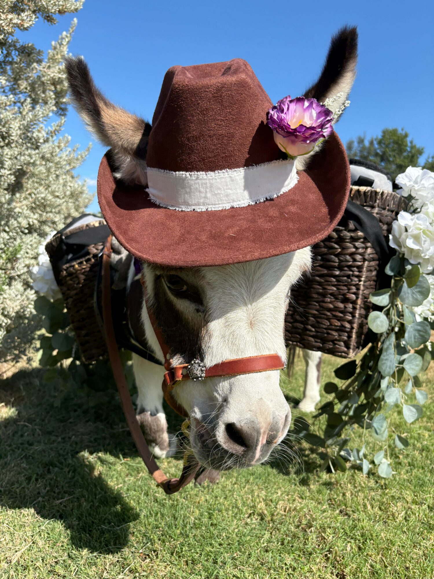 Dog wearing a large hat with a feather and a purple flower, sitting outdoors on grass with plants and flowers nearby.
