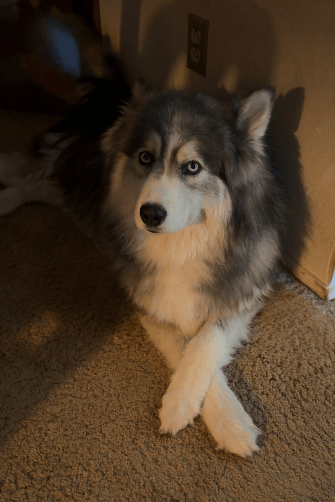 Siberian Husky dog with blue eyes sitting on carpeted floor near wall and electrical outlet.